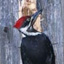 NH Birds from A to Z