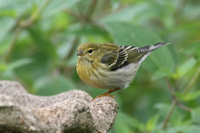 Blackpoll Warbler