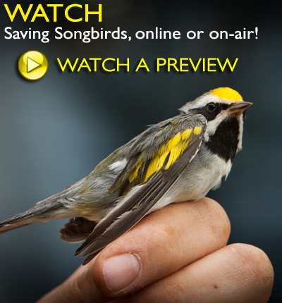 Watch a Preview!