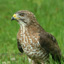 Journey of the Broad-Winged Hawk