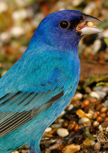 Indigo Bunting - South Padre Island