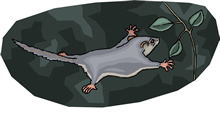 feathertail