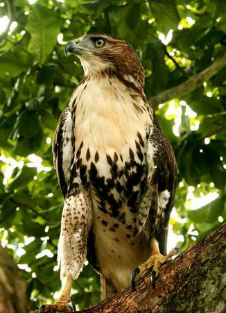 CUBAN BIRDS - Falconiformes - Falcons, Hawks, Eagles, Ospreys