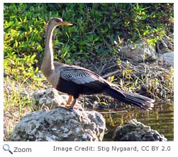 anhinga