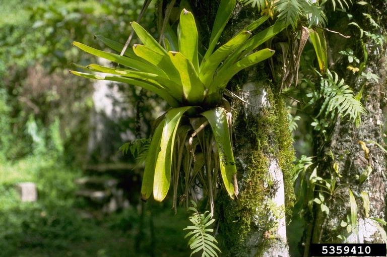 What are some types of trees in the rainforest?