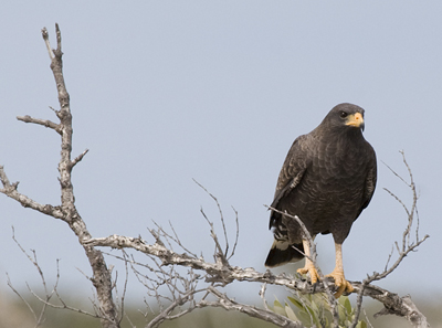 Cuban Black Hawk