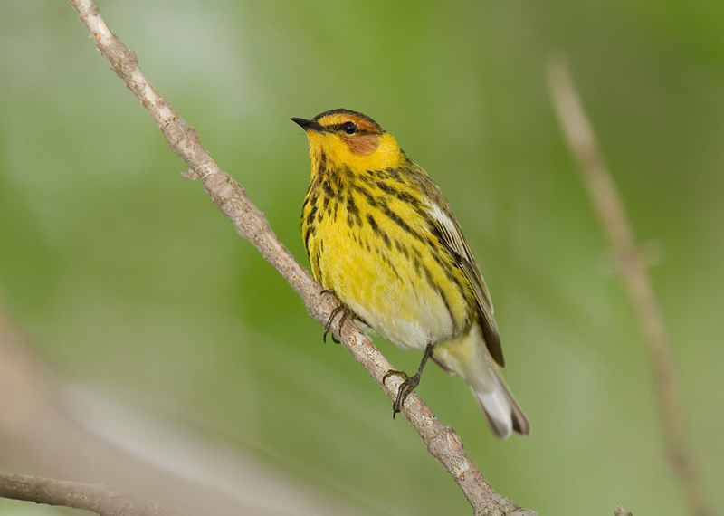 CapeMayWarbler.jpg