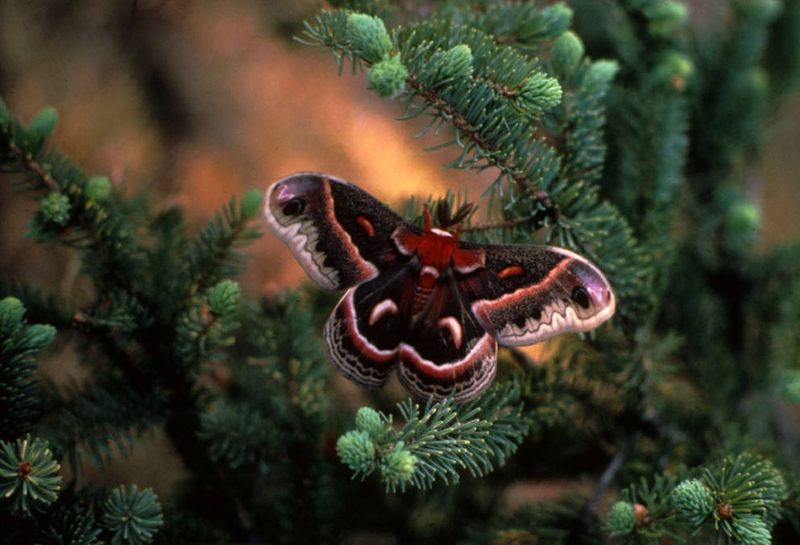 Image result for бабочка и мотылёк