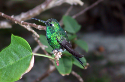 cuban emerald