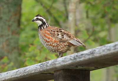 bobwhite