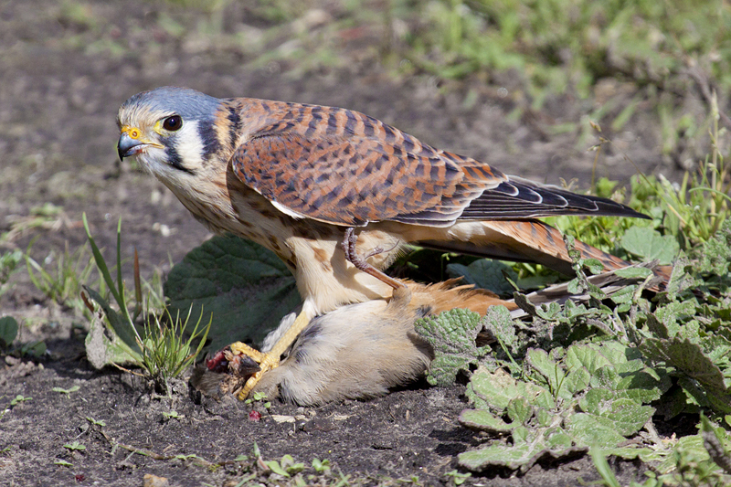 CUBAN BIRDS - Falconiformes - Falcons, Hawks, Eagles, Ospreys