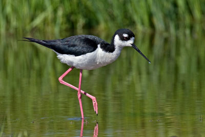 Black-necked Stilt