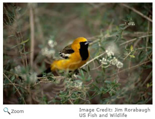 Hooded Oriole