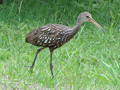 Limpkin