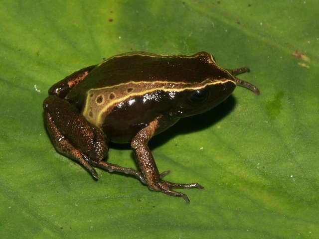 frog