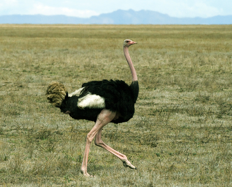 Struthionidae ostriches photo galley Wildlife Journal