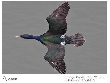 pelagic cormorant 