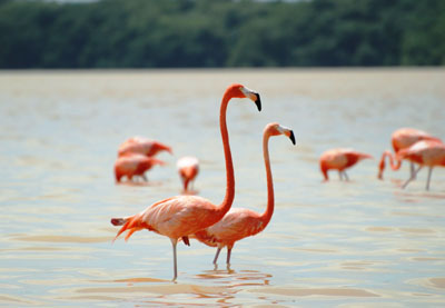 Americna Flamingo