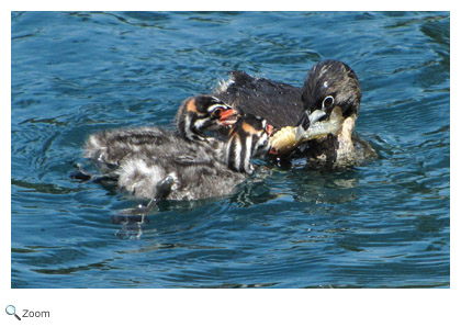 Neotropic Cormorant