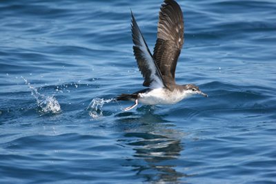 Audubon shearwater