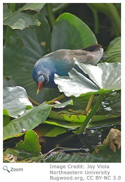 Purple Gallinule