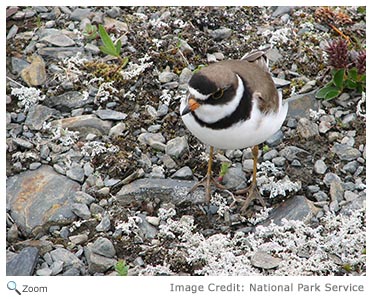 semipalmated plover