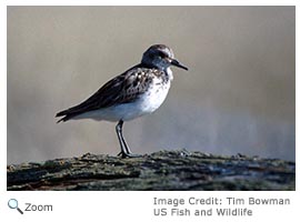 semipalmated sandpiper