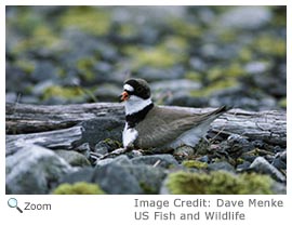 semipalmated plover