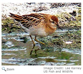 Sandpiper