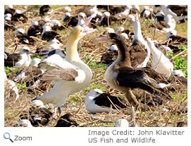 Short-tailed Albatross