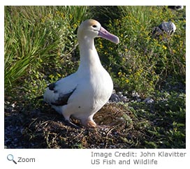 Short-tailed Albatross