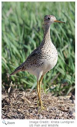 Upland Sandpiper