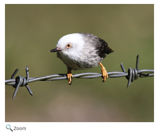 Varied Sittella