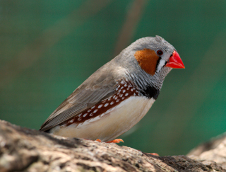 zebra finch