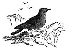 Accentor