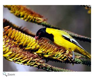 African Black-headed Oriole