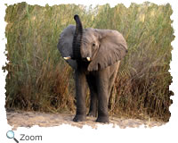 African elephant