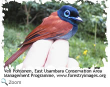African Paradise Flycatcher