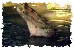 Crocodile