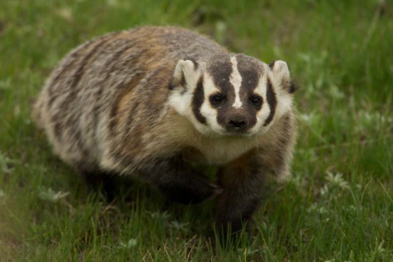 Image result for badger