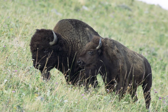 North American Bison Diet