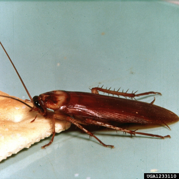 americancockroach