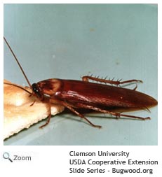 american cockroach