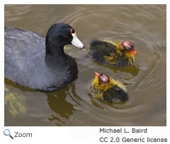 American Coot