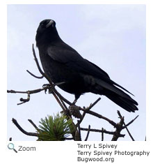 American Crow