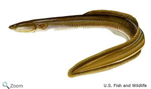 american eel