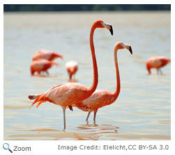 American flamingo 