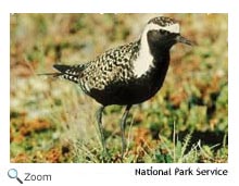 american golden plover