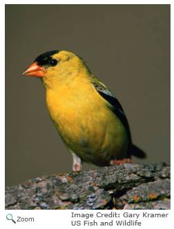 Goldfinch