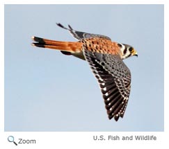 American Kestrel